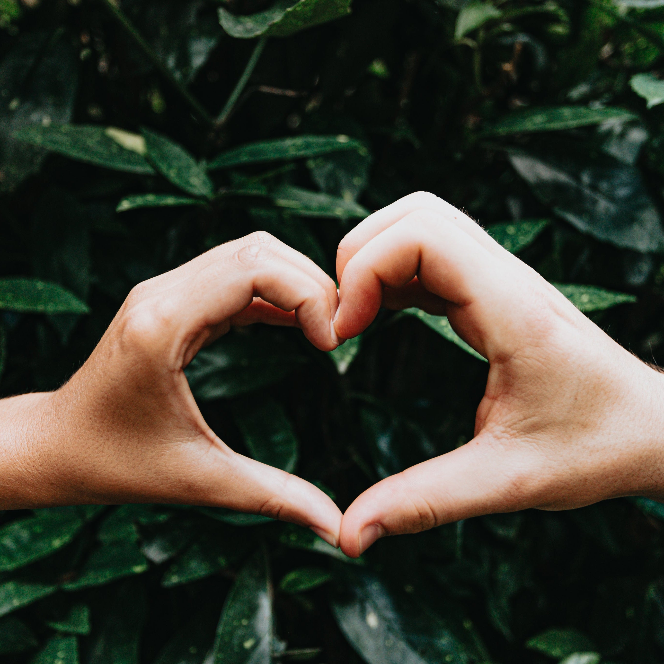 hands-form-a-heart-shape-against-green-leaves.jpg